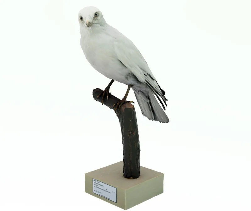 image inside blog post