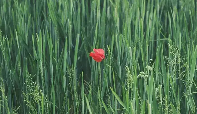 Single Flower in grass